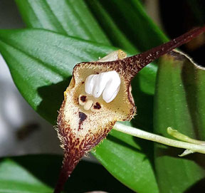 Affengesicht Orchidee