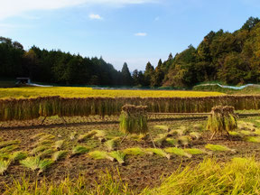 自然栽培米 はさ掛け天日干し
