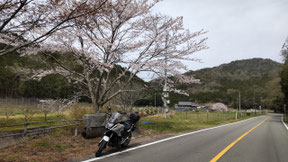P-04　桜並木がきれい　