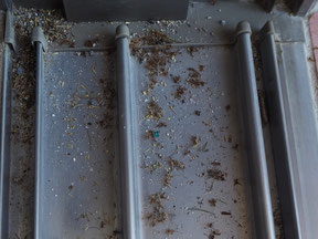 パウダースプレーによる効果　蟻の死骸