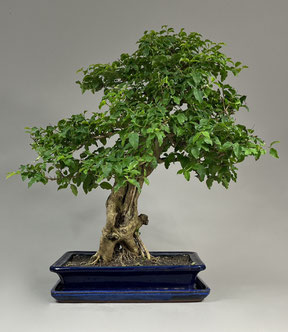 Alter Bonsai Chin. Liguster, Ligustrum