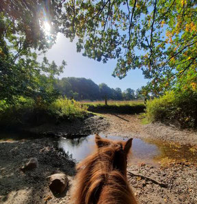 Pony steht vor einem Bach in idyllischer Natur bei Sonnenschein