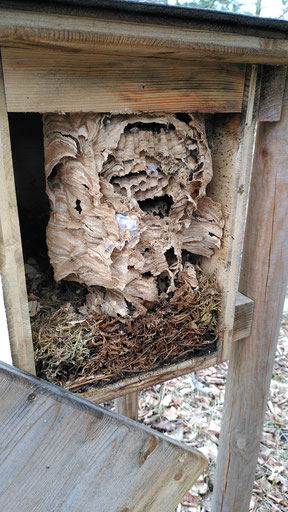 Ein Nistkasten, in dem sich das Nest einer Meise und darüber ein Hornissennest befindet