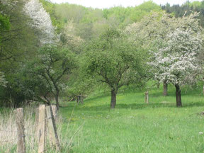 Streuobstwiese im Frühling