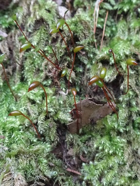 Brachytheciastrum velutinum, Vosges (photo Ugo)