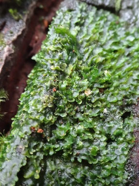 Riccardia latifrons, Massif du Taennchel (photo Ugo)