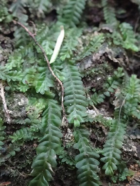 Saccogyna viticulosa, Tenerife (photo Ugo)
