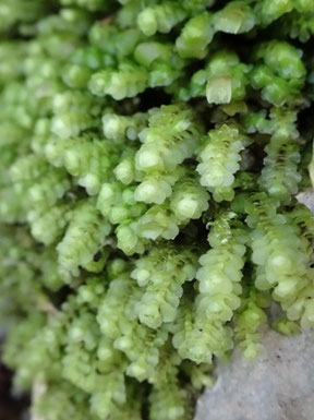 Scapania aspera, Pic de l'Escalette (photo Ugo)