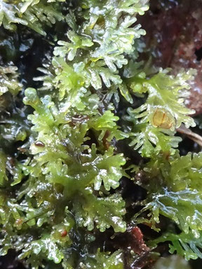 Riccardia multifida, Vosges centrales (photo Ugo)