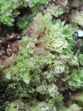 Schistochilopsis incisa, Massif des Vosges (photo Ugo)