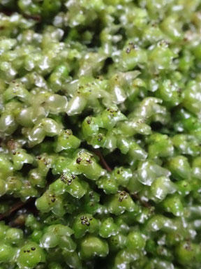 Scapania nemorea, Vosges centrales (photo Ugo)