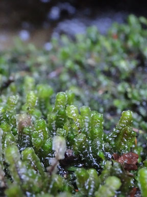 Scapania undulata, Hautes-Vosges (photo Ugo)