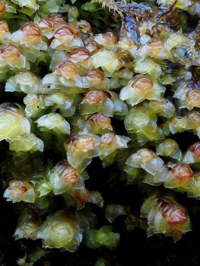 Scapania umbrosa, Massif des Vosges (photo Ugo)