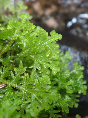 Trichocolea tomentella, Vosges (photo Ugo)
