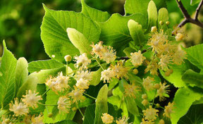 Lindenblüten, Hustentee, schweißtreibend, Kräuterapotheke