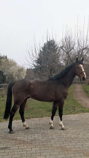 Dance Monkey, von Diamant de Plaisir - Valeron - Dollar du Murier, Züchter Pferdehof Leue