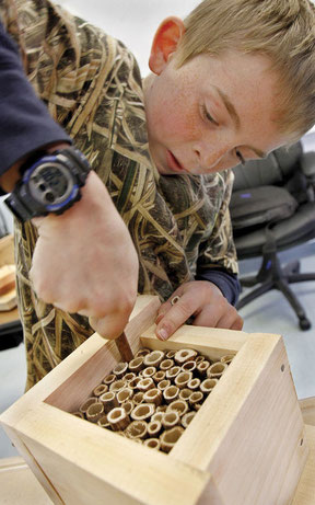 Fifth-grader Brody Stone squeezes in one more piece of Japanese knotweed stalk into the bee house he constructed at Vilas Middle School on Tuesday under the guidance of Michael Nerrie, chief environmental observer of Distant Hill Gardens in Walpole.