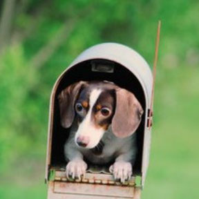 Tierarztpraxis Waghäusel, Wiesenthal, Tierarzt Dr. Richter, Hund, Katze, Heimtiere, Kleintiere