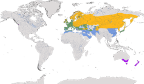 Karte zur Verbreitung der Feldlerche (Alauda arvensis)