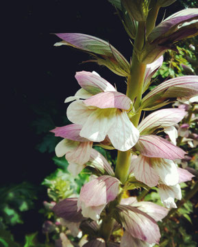 The book opened a new world for me. It let me connect better with Nature, my surroundings and myself. This plant is an oyster plant by the way and can be used for skin rashes and burned skin.