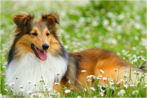 Shetland Sheepdog (Sheltie)