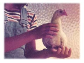 にわとりのピーコ(1976年)の写真