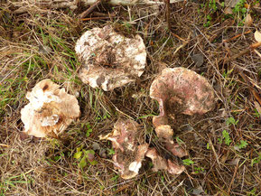 Rosascheckiger Milchling (Lactarius controversus)