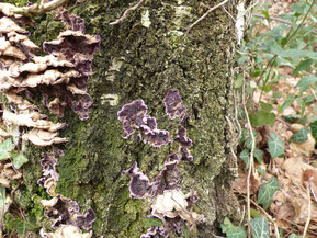 Violetter Knorpelschichtpilz (Chondrostereum purpureum)
