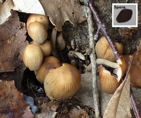 Glimmertintling (Coprinellus micaceus)