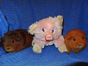 Zenzi und Lieschen als "Glücksschweinchen" ^^