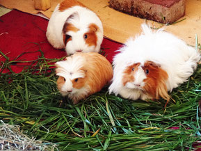 Unsere drei Ladies: Isi, Kathi und Christl^^