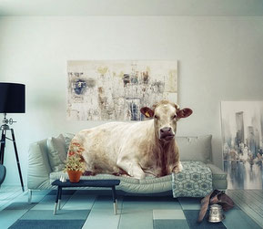 vache dans un salon 