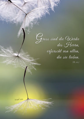 Wiesenbocksbart, Ps 111, Christliche Karten