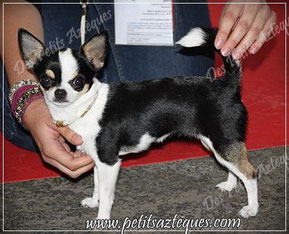 Jeune chihuahua RCACS et RCABIB en spéciale chihuahua - Photo prise par le club et retirée de la revue pour cause - L'exposante n'était pas adhérente et pourtant elle a bien payé son inscription !