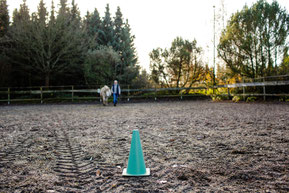 Führungskräftetraining-Pferde-Hamburg