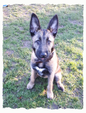 Chiot Berger Belge Malinois à l'école pour chiots à Dax