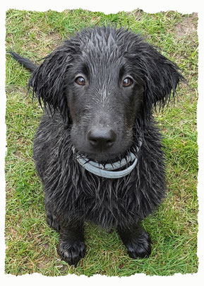 Chiot Flat Coated Retriever à l'école pour chiots à Dax