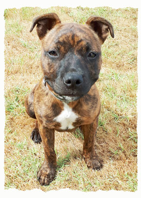 Chiot Staffy à l'école pour chiots à Dax