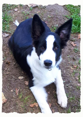 Chiot Border Collie à l'école pour chiots à Dax