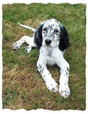 Setter Anglais à l'école pour chiots à Dax