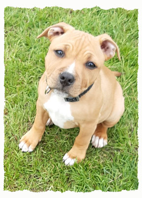 Chiot Staffie à l'école pour chiots à Dax