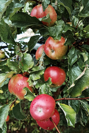 Äpfel am Baum