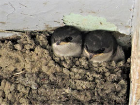 (Foto: NABU) Mehlschwalben im Nest