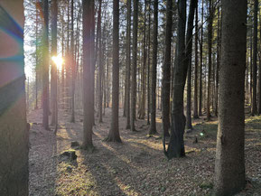 Die Sonne sagt guten Morgen 