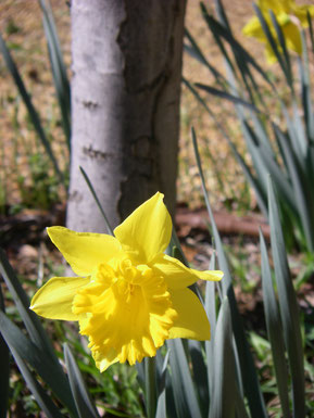 Sunny daffodil.