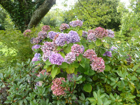 Hydrangea Hambourg