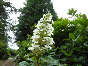 Hydrangea quercifolia 'Alice'