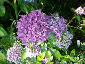 Hydrangea Tovelit