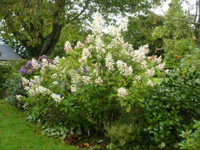 Hydrangea paniculata "Unique"