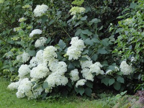 Hydrangea arborescens 'Annabelle'